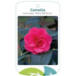 Camellia retuculata 'Mary...