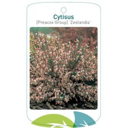Cytisus [Preacox Group]...
