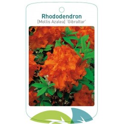 Rhododendron 'Gibraltar'...