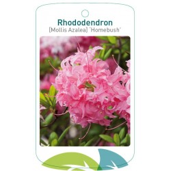 Rhododendron 'Homebush'...