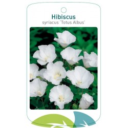Hibiscus syriacus 'Totus...