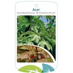 Acer pseudoplatanus...