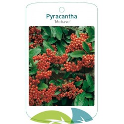 Pyracantha 'Mohave' FMTLL0364