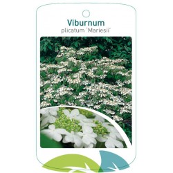 Viburnum plicatum...