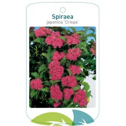 Spiraea japonica 'Crispa'...