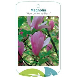 Magnolia 'George Henry...