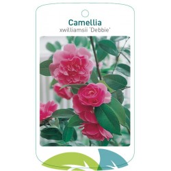 Camellia xwilliamsii...
