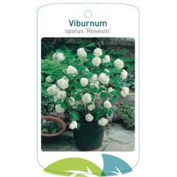 Viburnum opulus 'Roseum'...