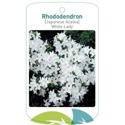 Rhododendron 'White Lady'...