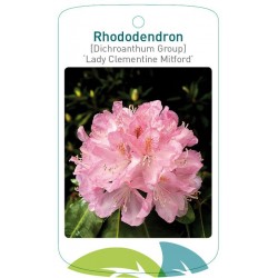 Rhododendron 'Lady...