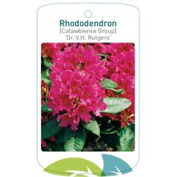 Rhododendron 'Dr. V.H....