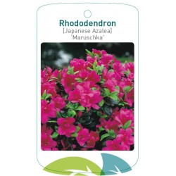 Rhododendron 'Maruschka'...