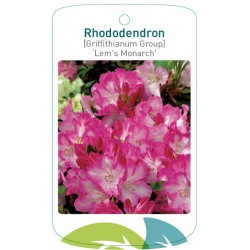 Rhododendron 'Lem`s...