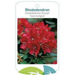 Rhododendron 'Sammetglut'...