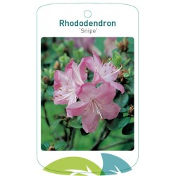 Rhododendron 'Snipe' FMTLL2802