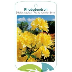 Rhododendron 'Frans van der...