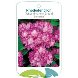 Rhododendron 'Blurettia'...