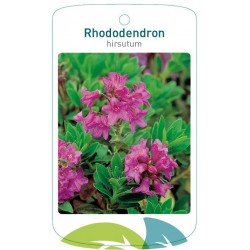 Rhododendron hirsutum...