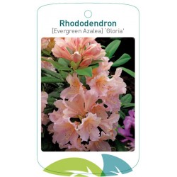 Rhododendron 'Gloria'...