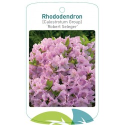 Rhododendron 'Robert...