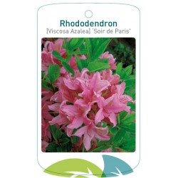Rhododendron 'Soir de...