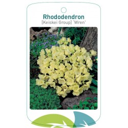 Rhododendron 'Wren' FMTLL2787