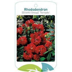 Rhododendron 'Tornado'...