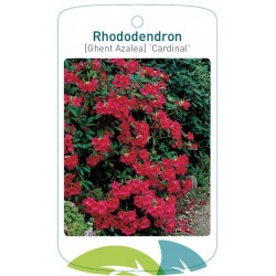 Rhododendron 'Cardinal'...