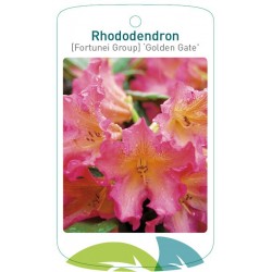 Rhododendron 'Golden Gate'...