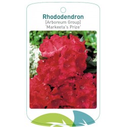 Rhododendron 'Markeeta`s...