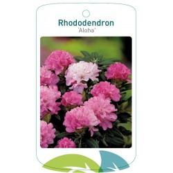 Rhododendron 'Aloha' FMTLL2798