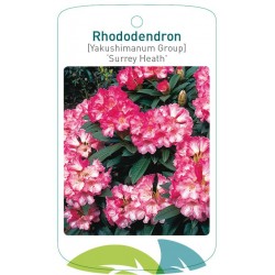 Rhododendron 'Surrey Heath'...
