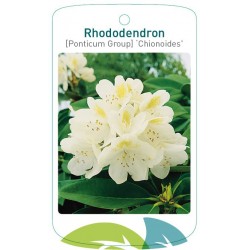 Rhododendron 'Chionoides'...
