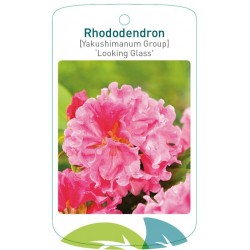Rhododendron 'Looking...