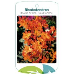 Rhododendron 'Goldflamme'...