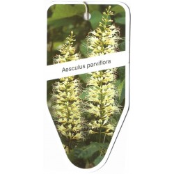Aesculus parviflora FLBL0463