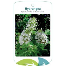 Hydrangea quercifolia...