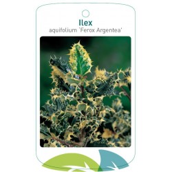 Ilex aquifolium 'Ferox...