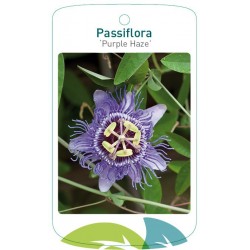 Passiflora 'Purple Haze'...