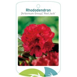 Rhododendron 'Red Jack'...