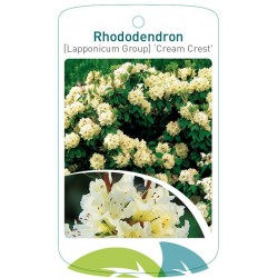 Rhododendron 'Cream Crest'...