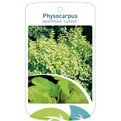 Physocarpus opulifolius...
