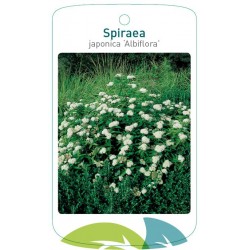 Spiraea japonica...