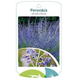 Perovskia atriplicifolia...
