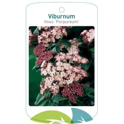 Viburnum tinus 'Purpureum'...