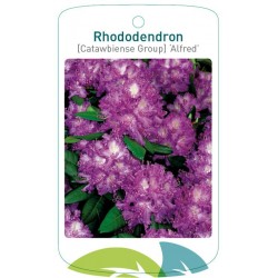 Rhododendron 'Alfred'...