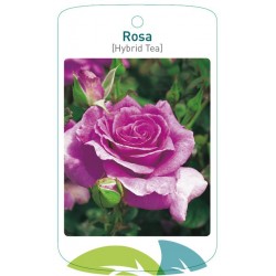 Rosa TH violet FMTLL1386