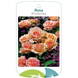Rosa [Floribunda] salmon...