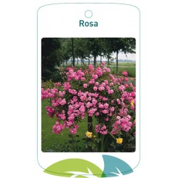 Rosa stem/pendulous pink...