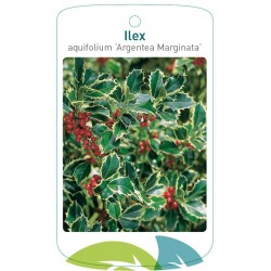 Ilex aquifolium 'Argentea...
